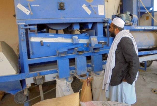 دهقانان افغانستان رکورد تاریخی تولید  سویا را در این کشور شکست 